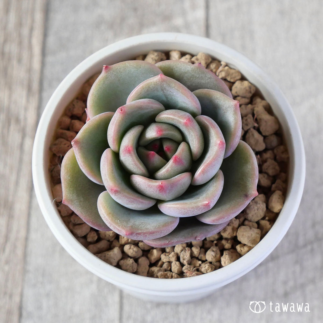 New Arrival* Cubic Frost