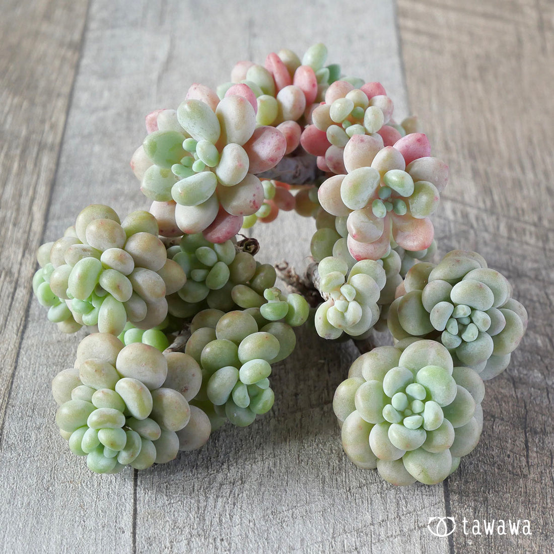 アルサタン(飴玉)