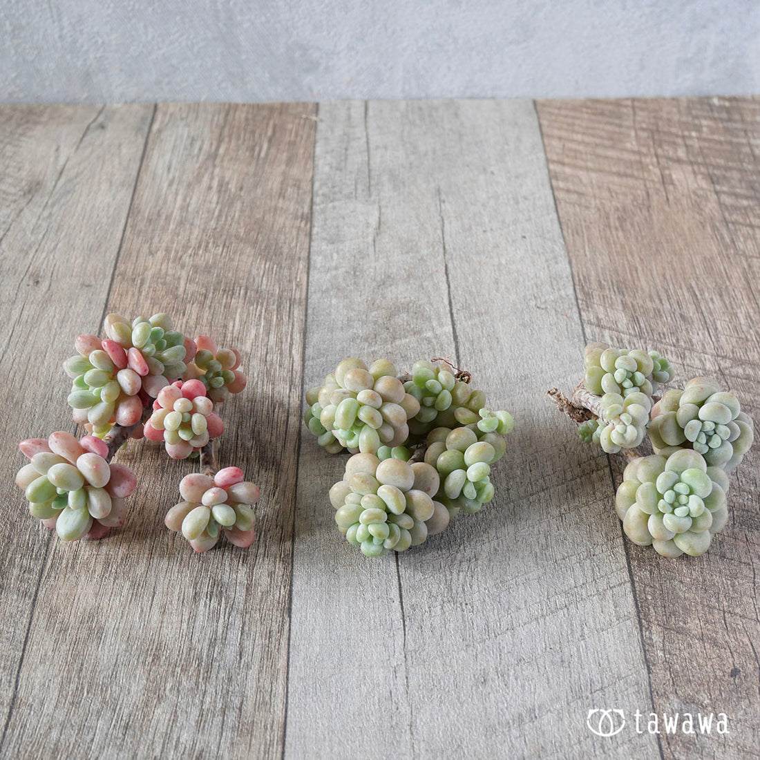 アルサタン(飴玉)