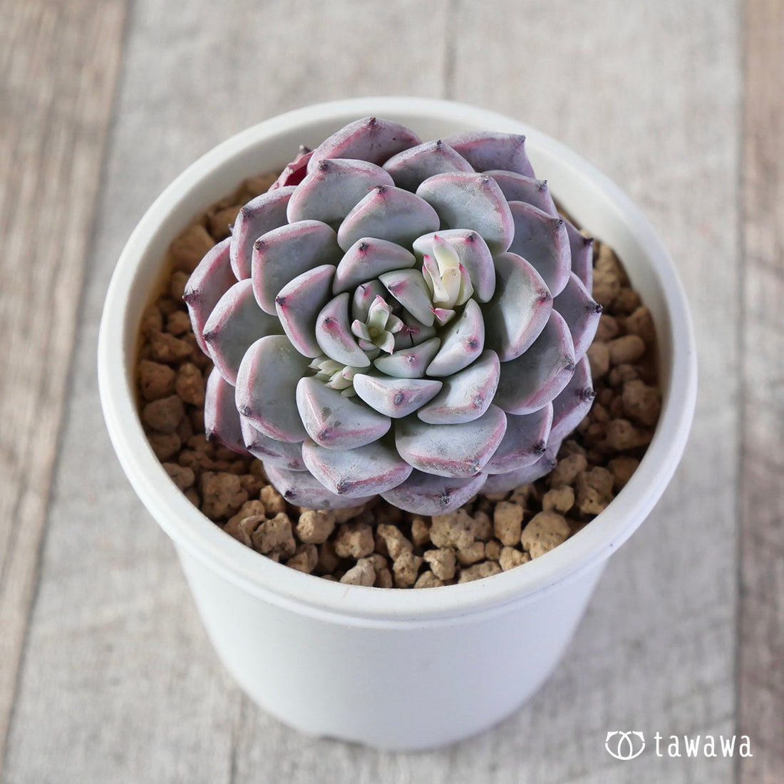 New Arrivals: Ice Green