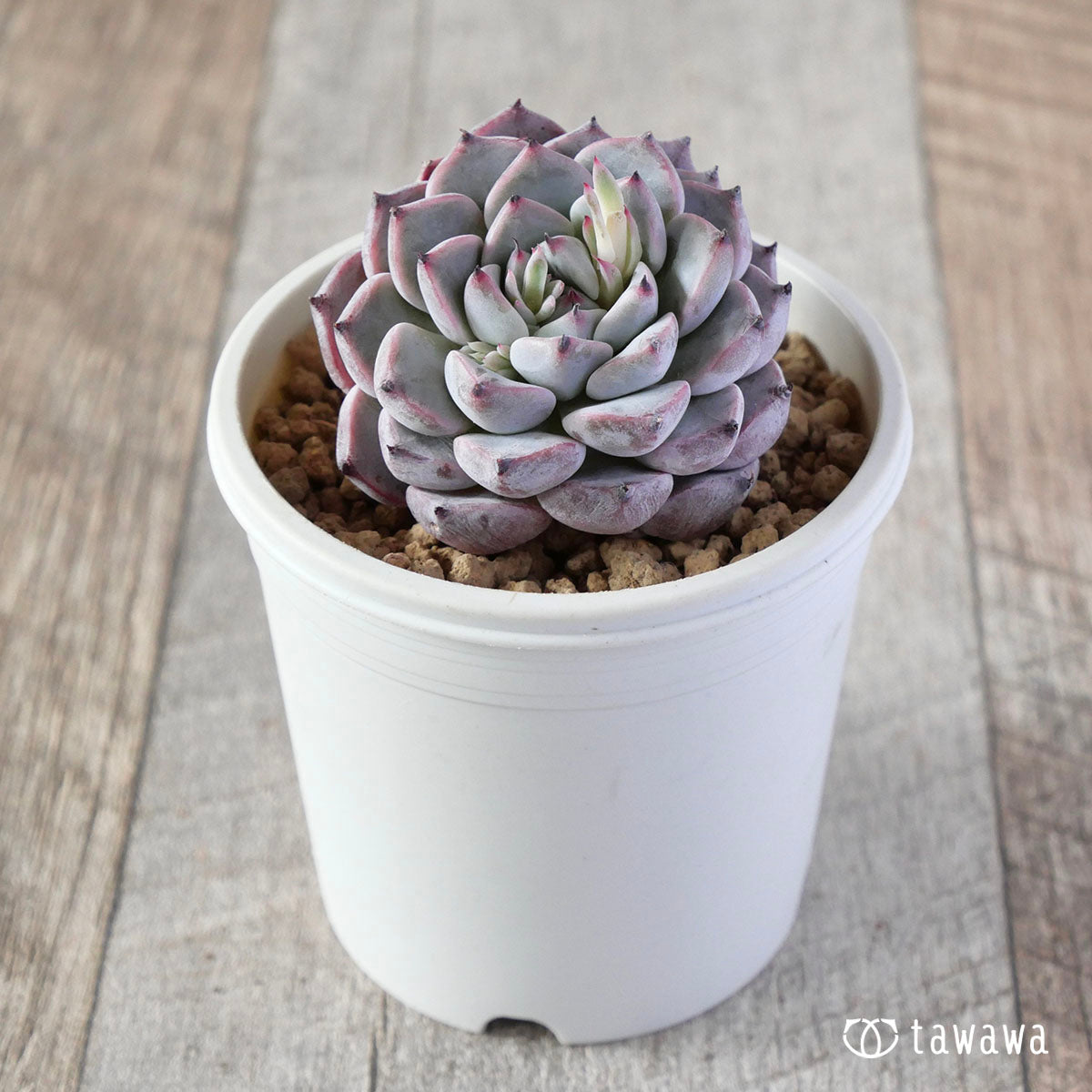 New Arrivals: Ice Green