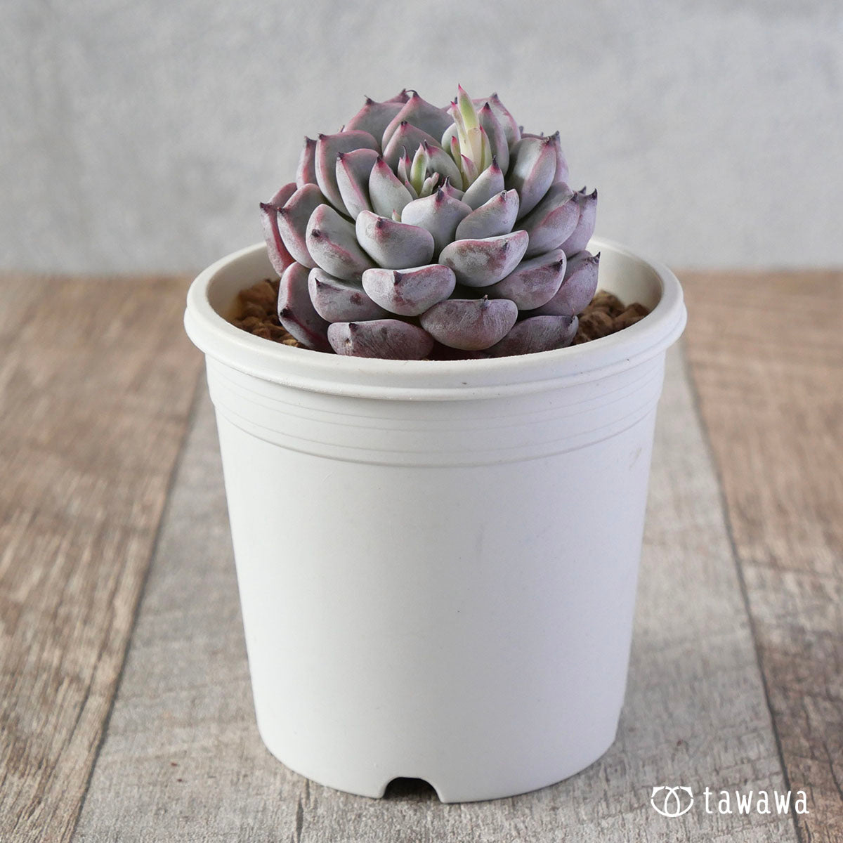 New Arrivals: Ice Green