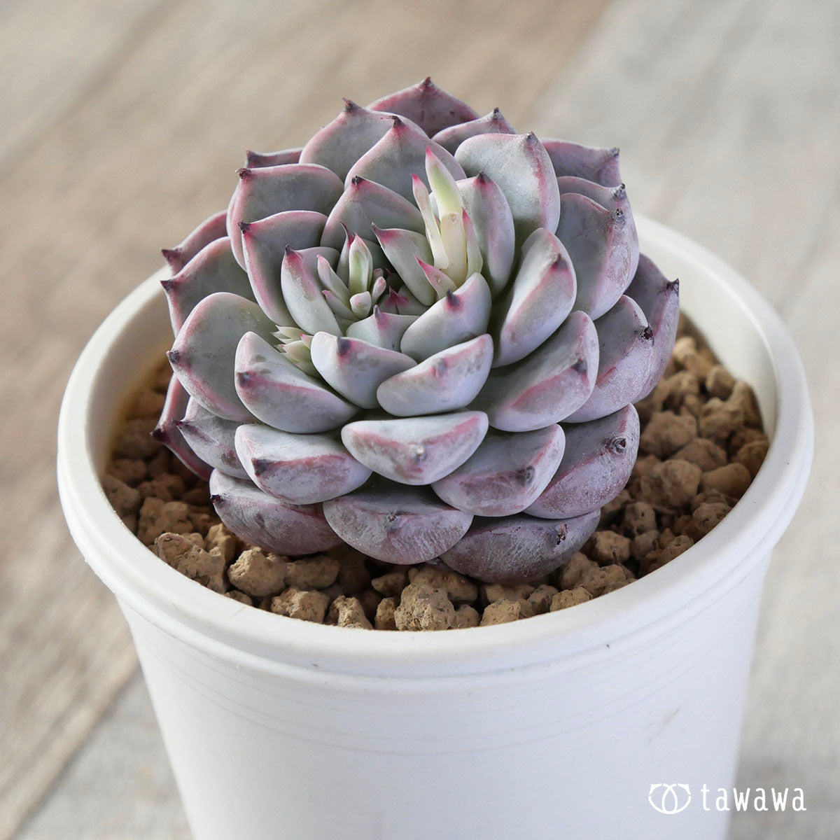 New Arrivals: Ice Green