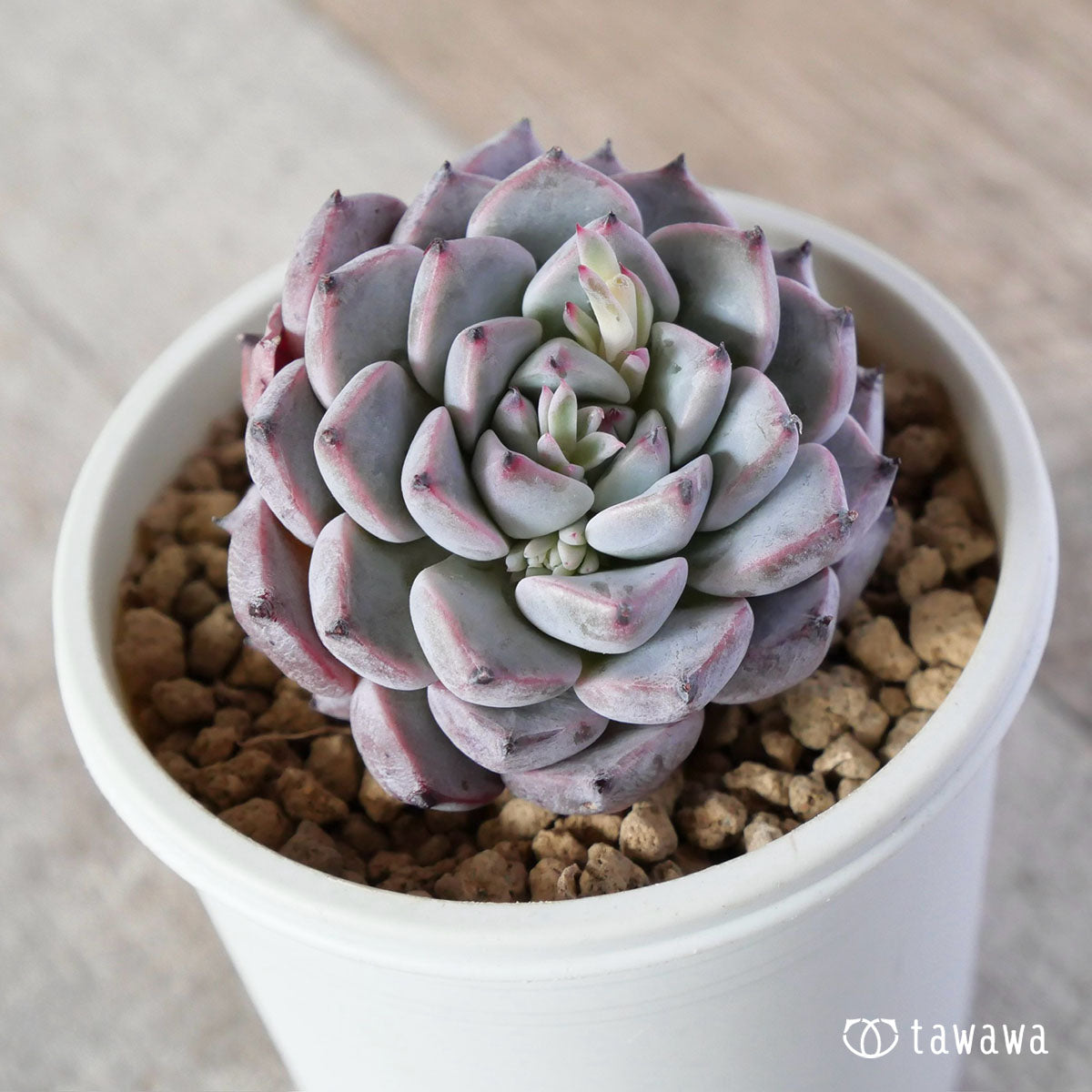 New Arrivals: Ice Green