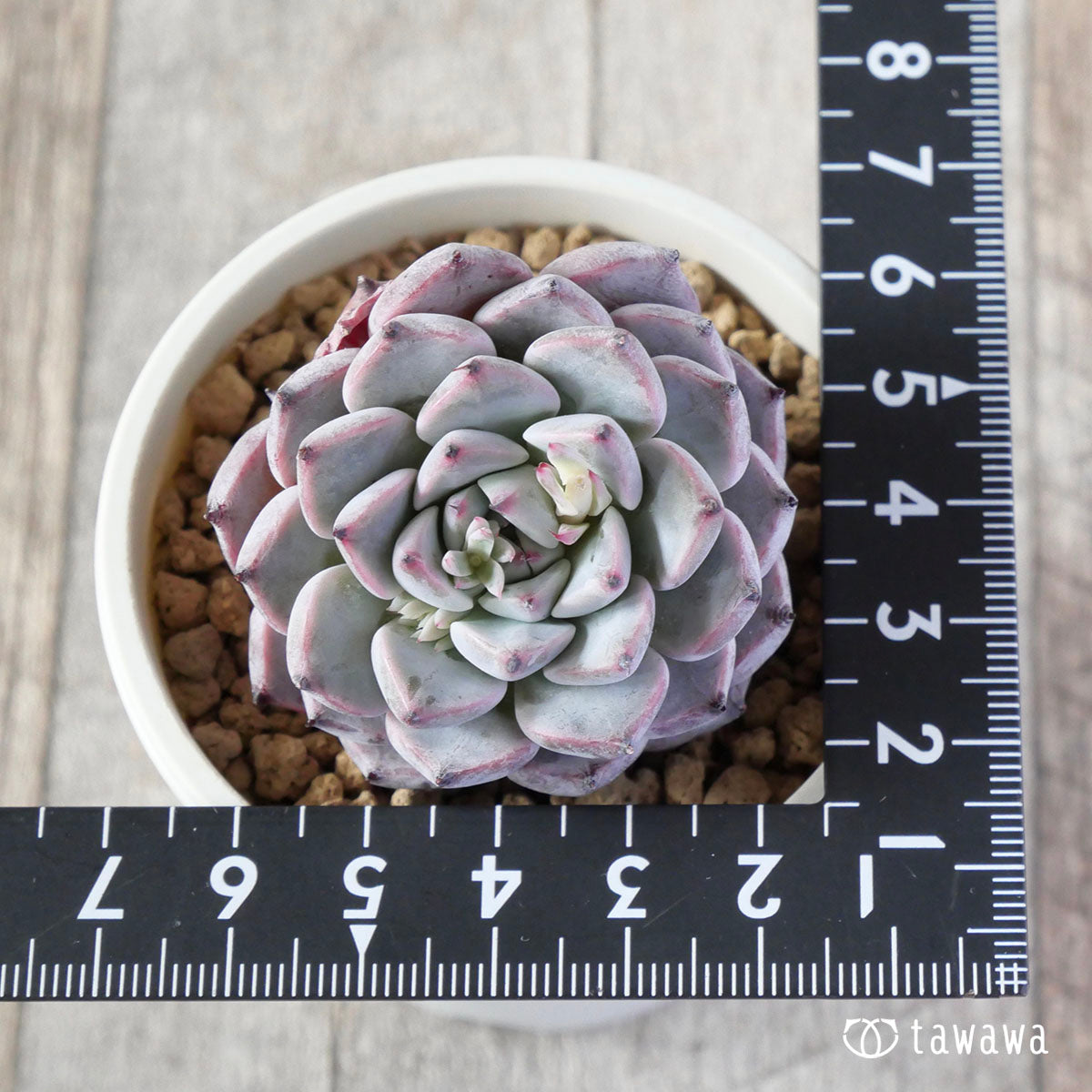 New Arrivals: Ice Green