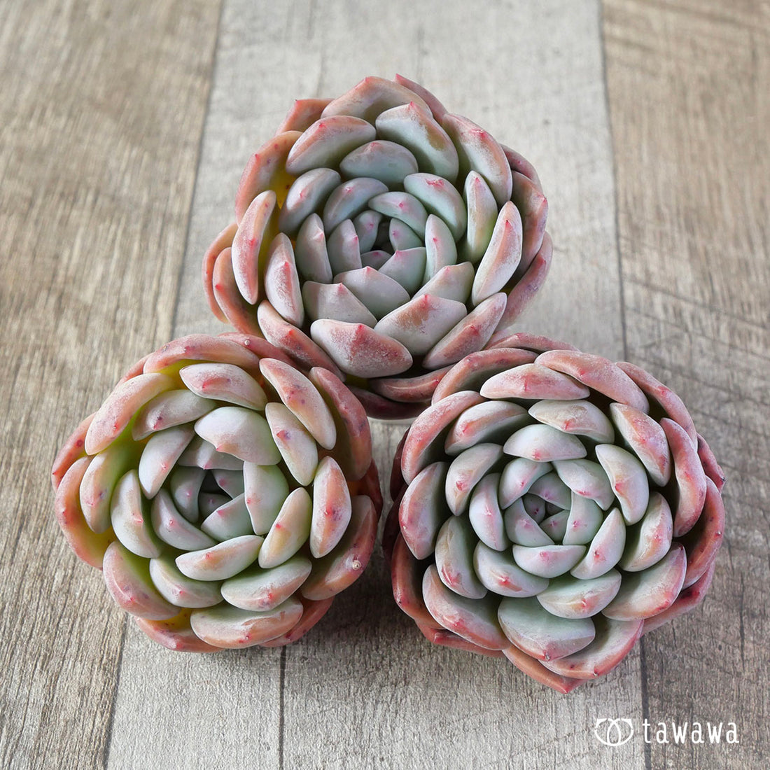 ファントムオブピンク ②