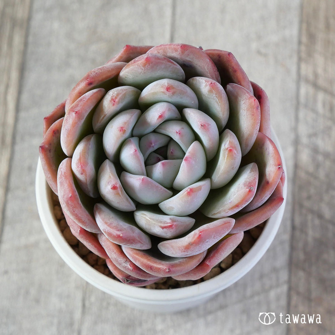 ファントムオブピンク ②