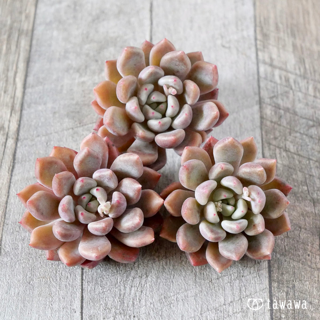 パープルシャーベット