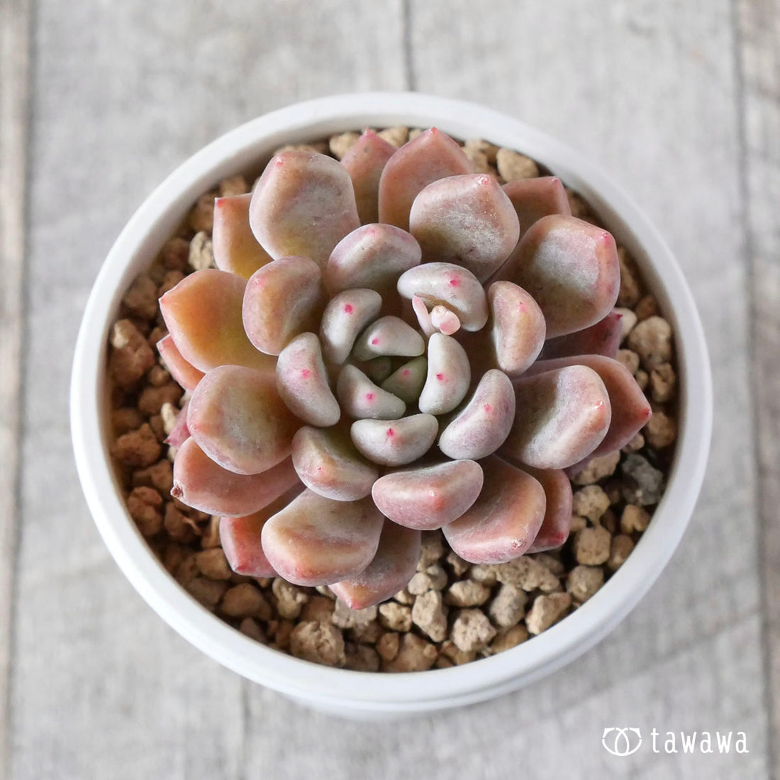 パープルシャーベット