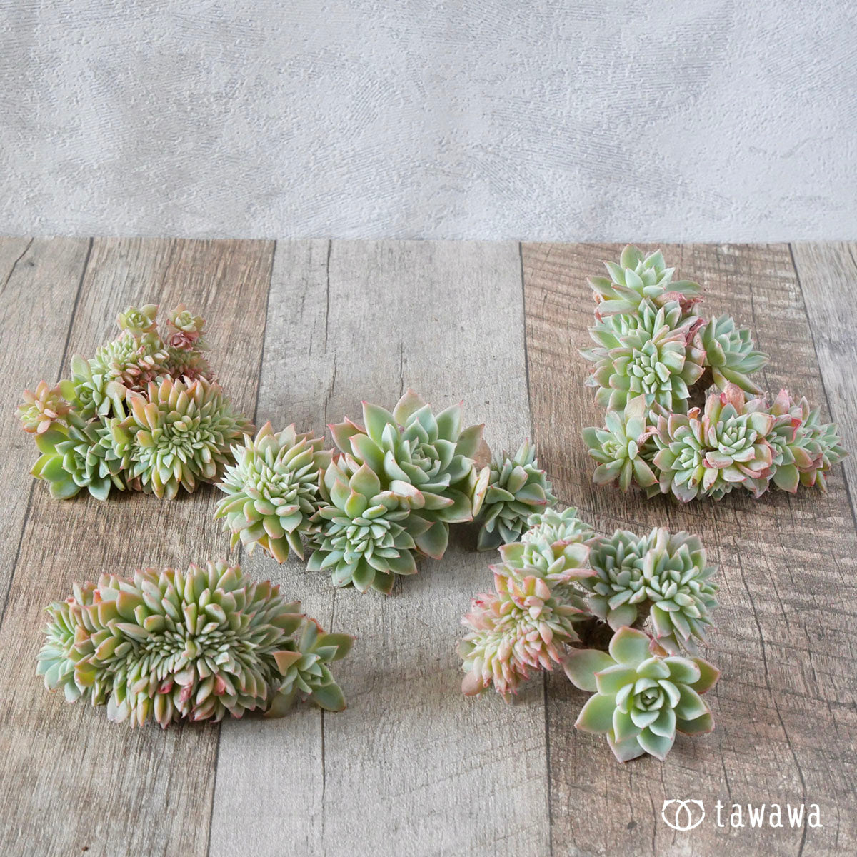 New Arrival* Cubic Frost