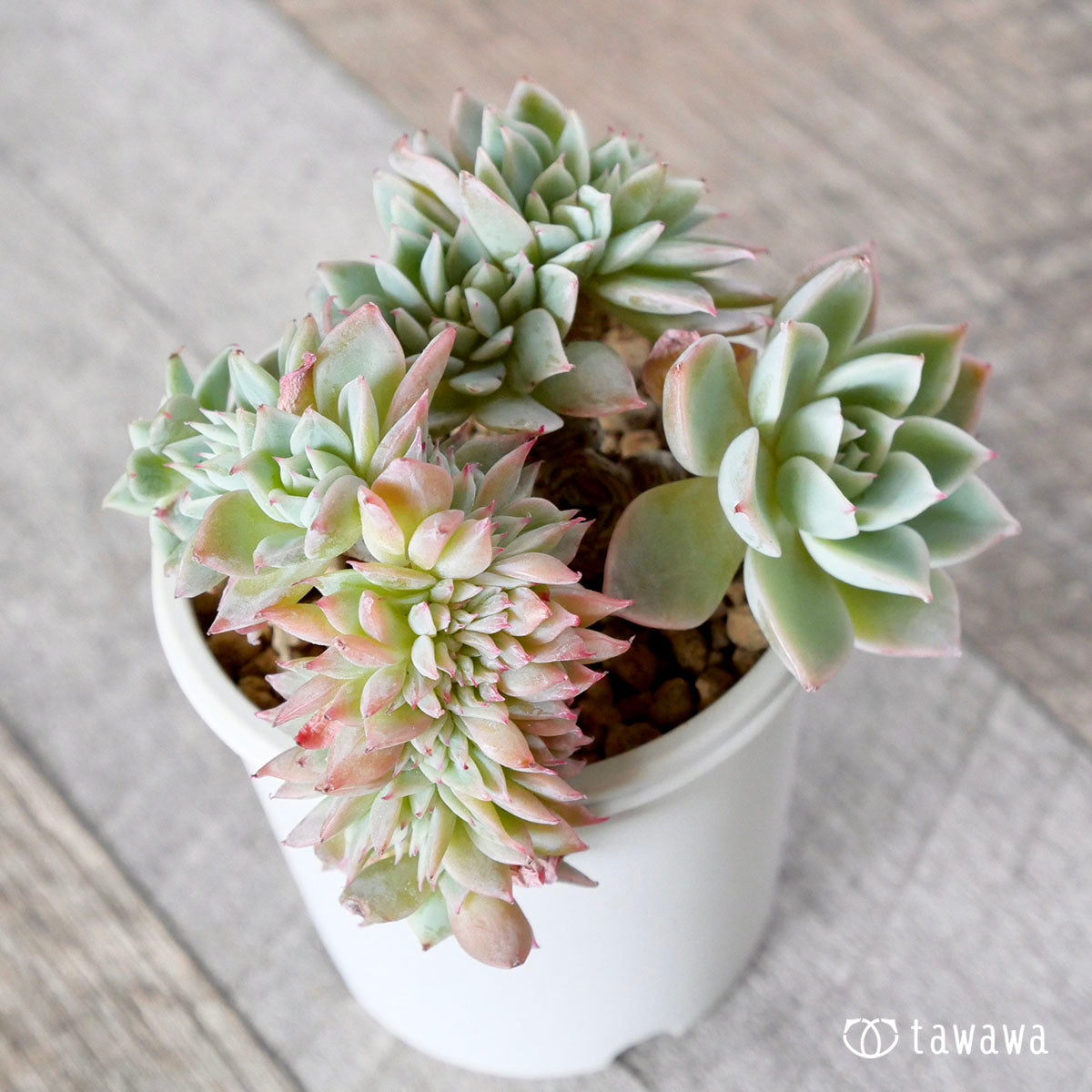 New Arrival* Cubic Frost