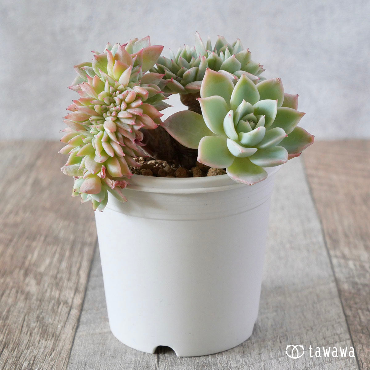 New Arrival* Cubic Frost