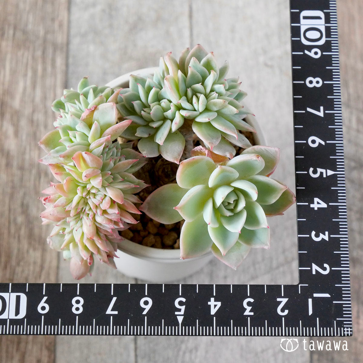 New Arrival* Cubic Frost