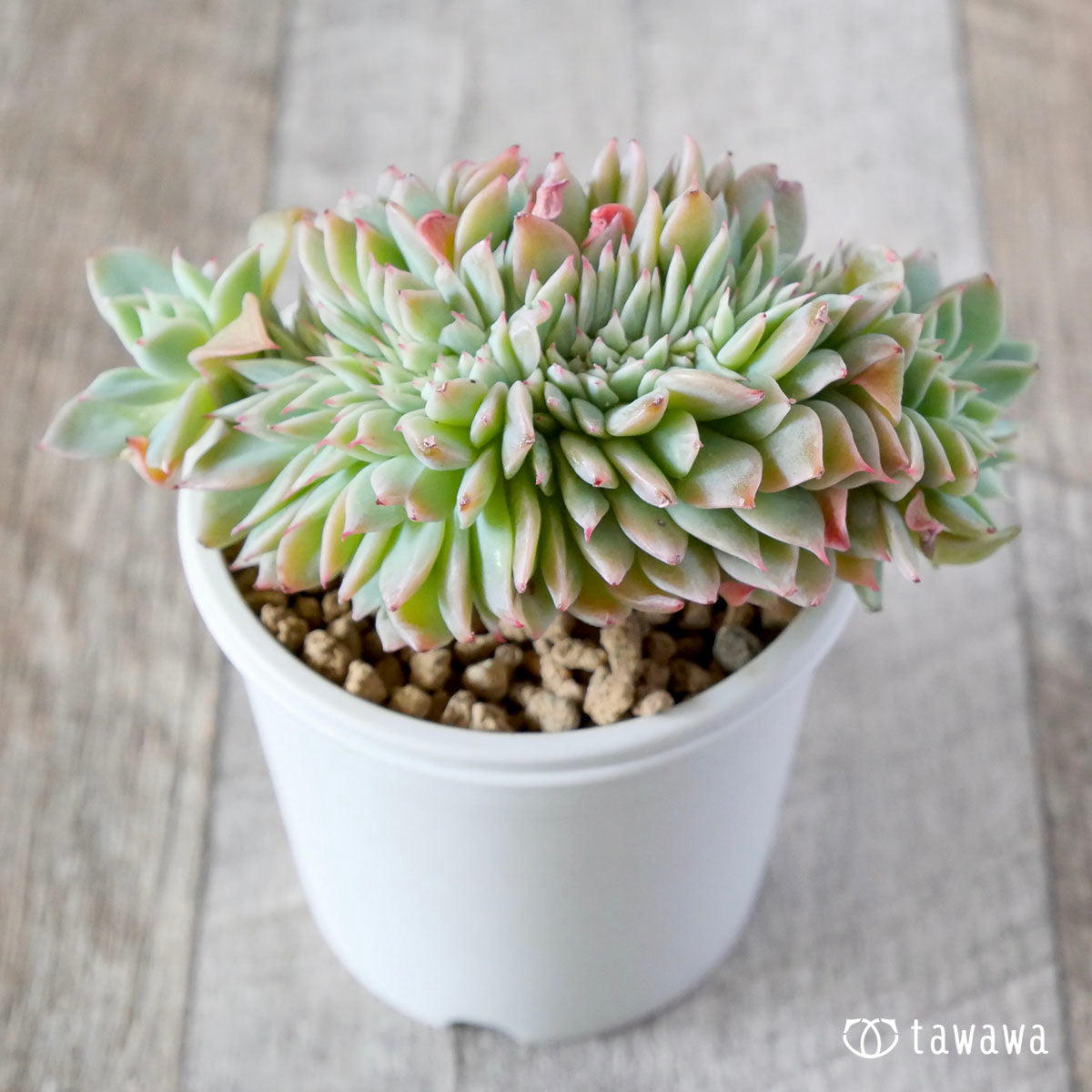 New Arrival* Cubic Frost