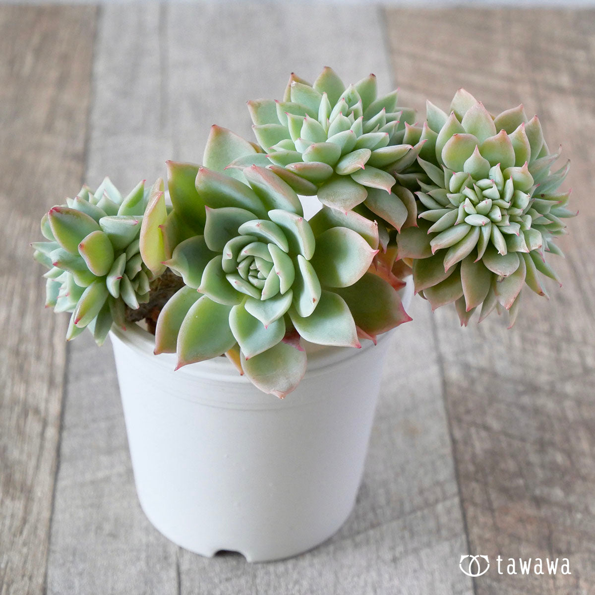 New Arrival* Cubic Frost