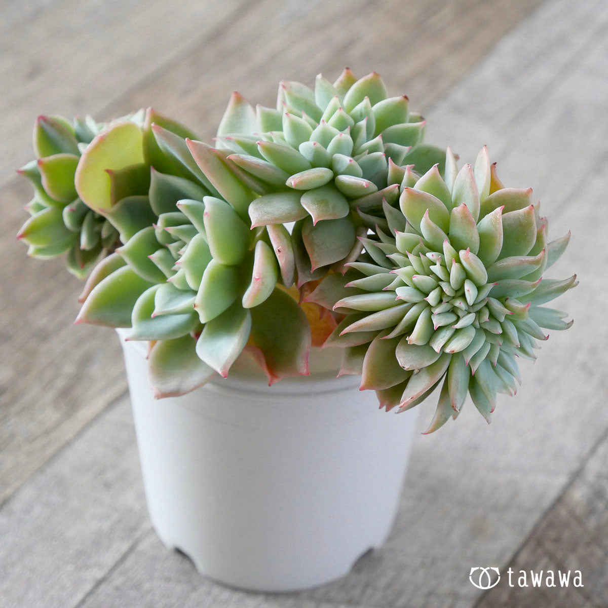 New Arrival* Cubic Frost