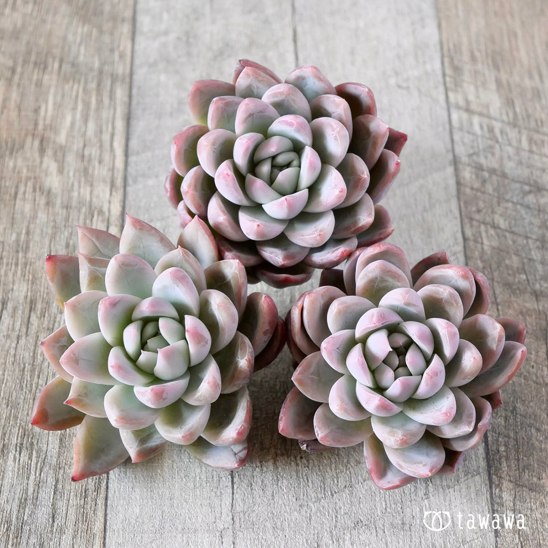 ピンクシャイニング