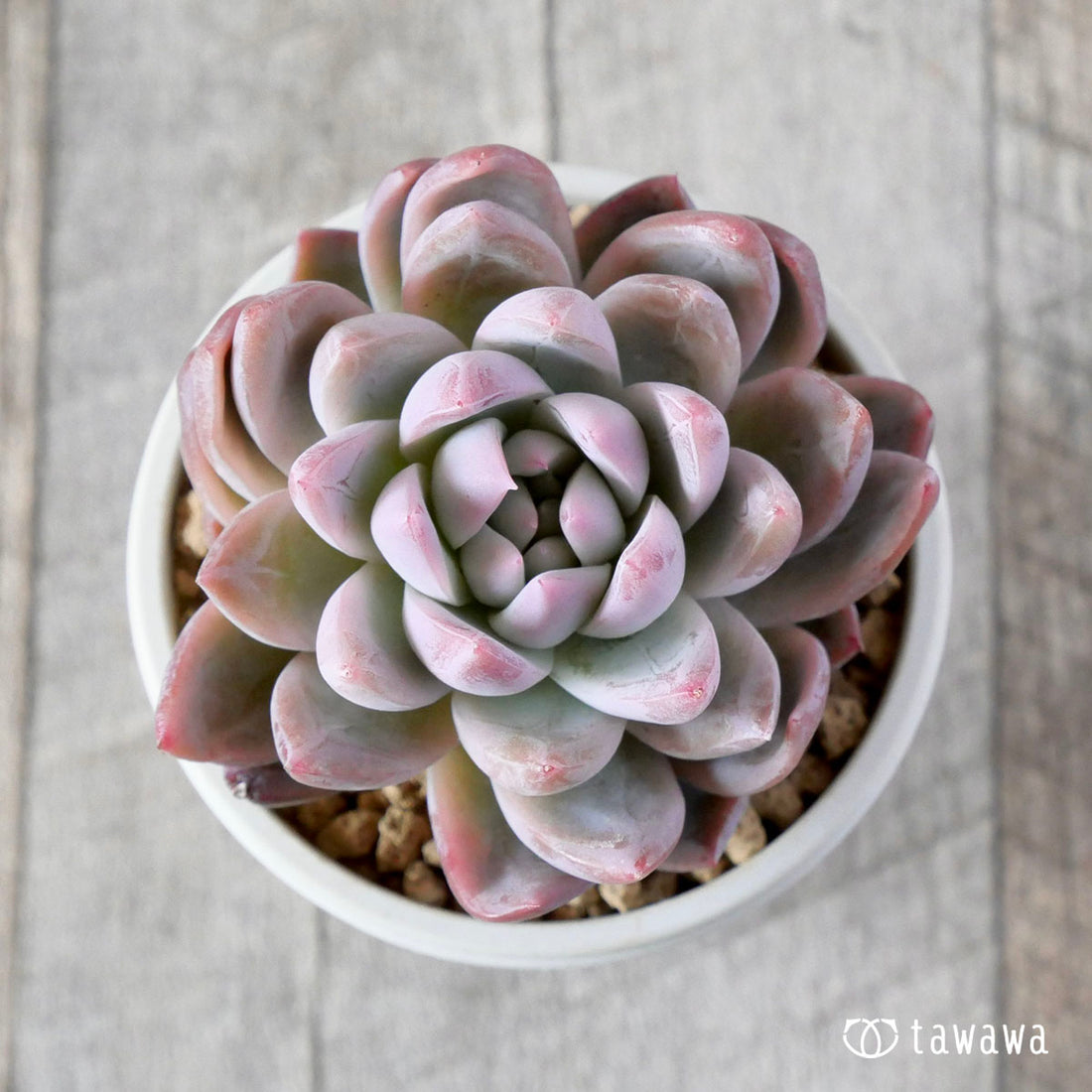 ピンクシャイニング