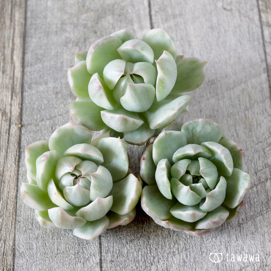 クイーンマリア錦