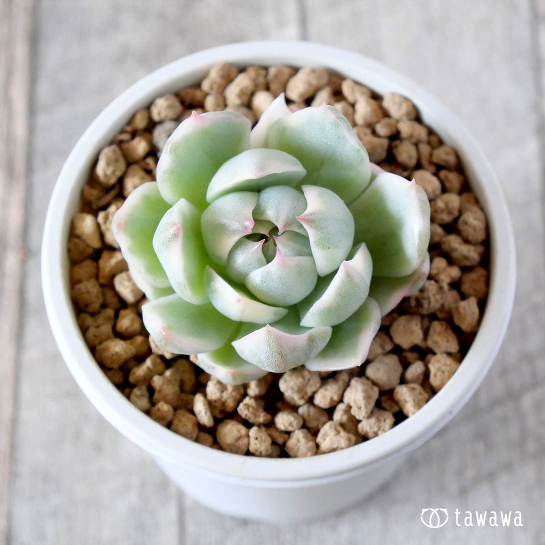 クイーンマリア錦