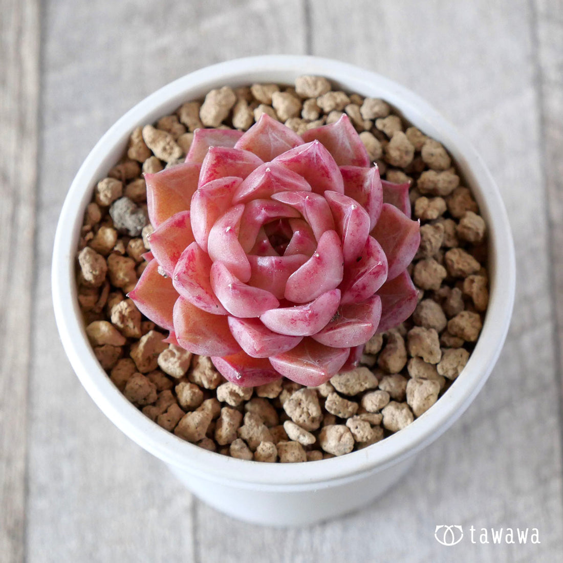 ジェリーピーチ