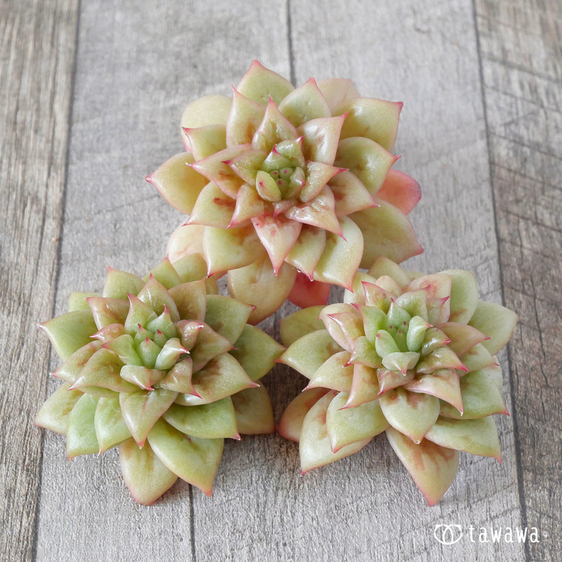 リンクルマリア