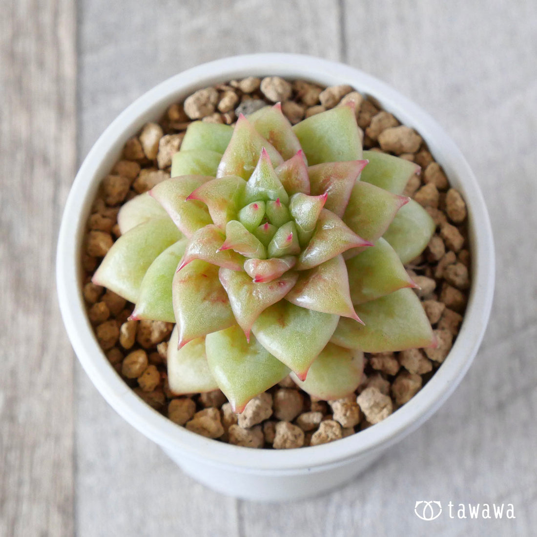 リンクルマリア