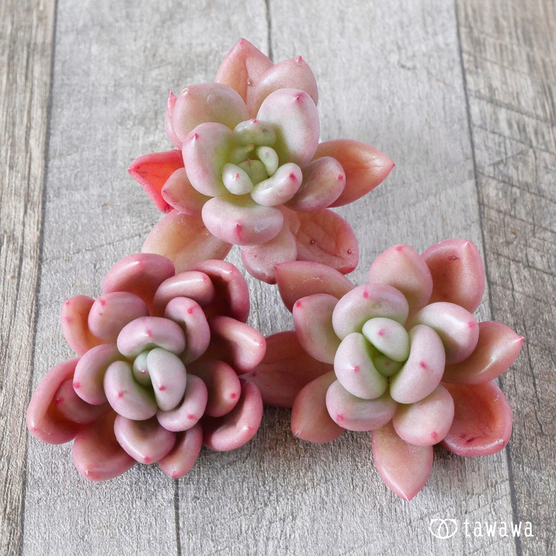 スウィーティークリーム