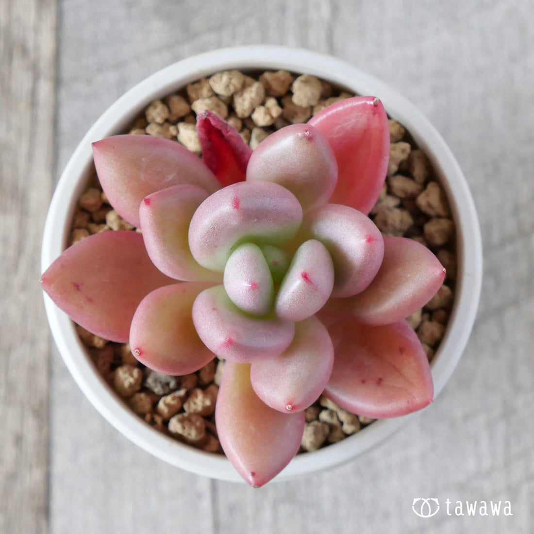 スウィーティークリーム