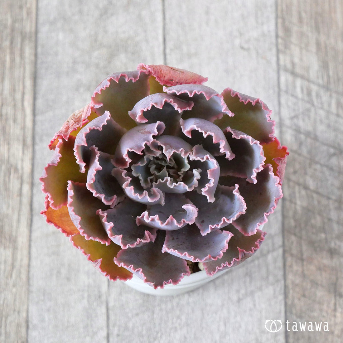 New Arrival* Star Mark