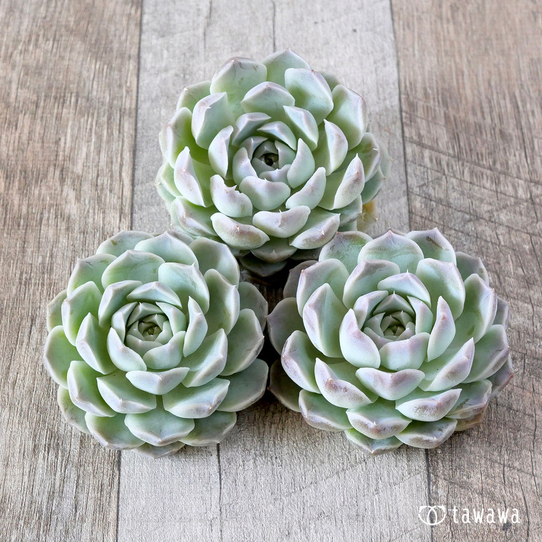 ルビークイーン