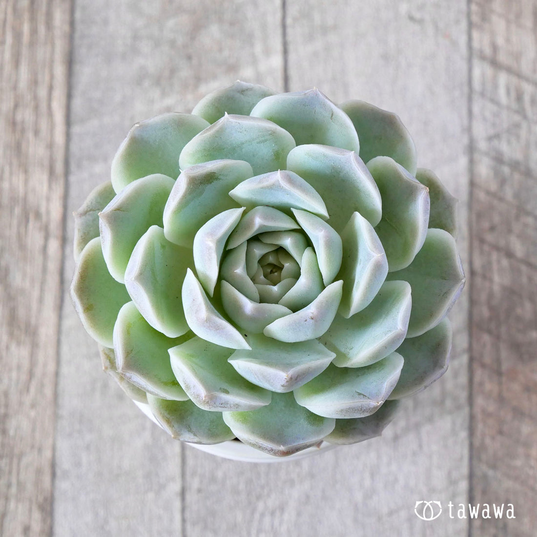 ルビークイーン