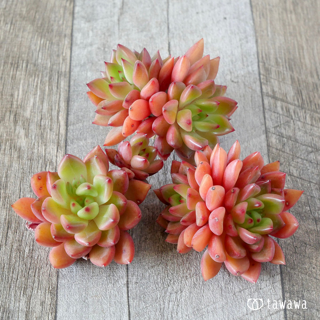 パープソルムhyb(花村農園苗)