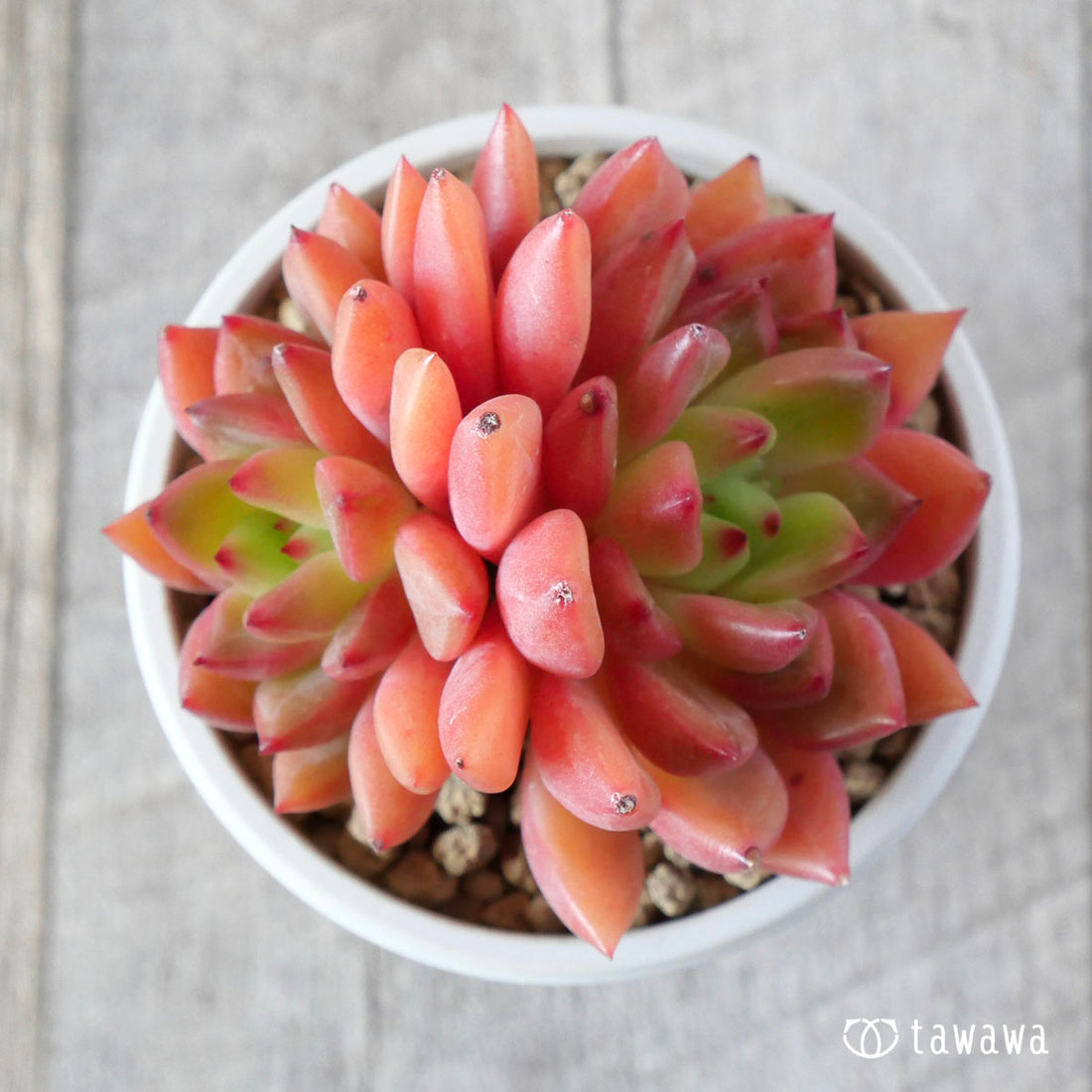 パープソルムhyb(花村農園苗)