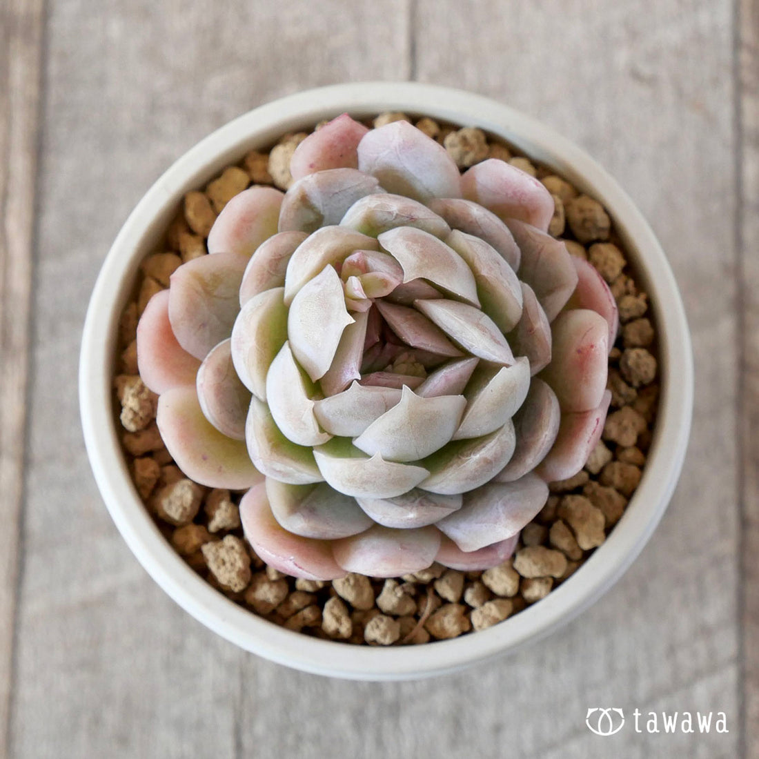 アメリカンラズベリー