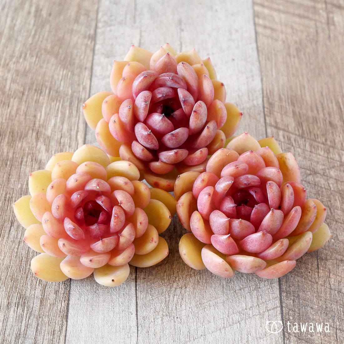 エリー(花村農園苗)