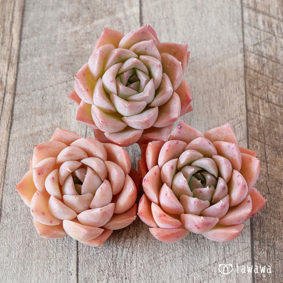 エレガンスhyb(花村農園苗)