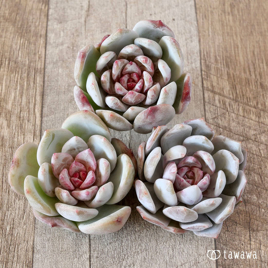 トロムソ(花村農園苗)