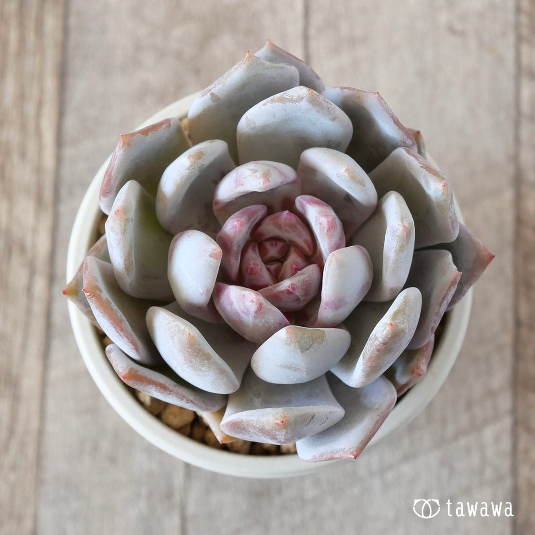 トロムソ(花村農園苗)