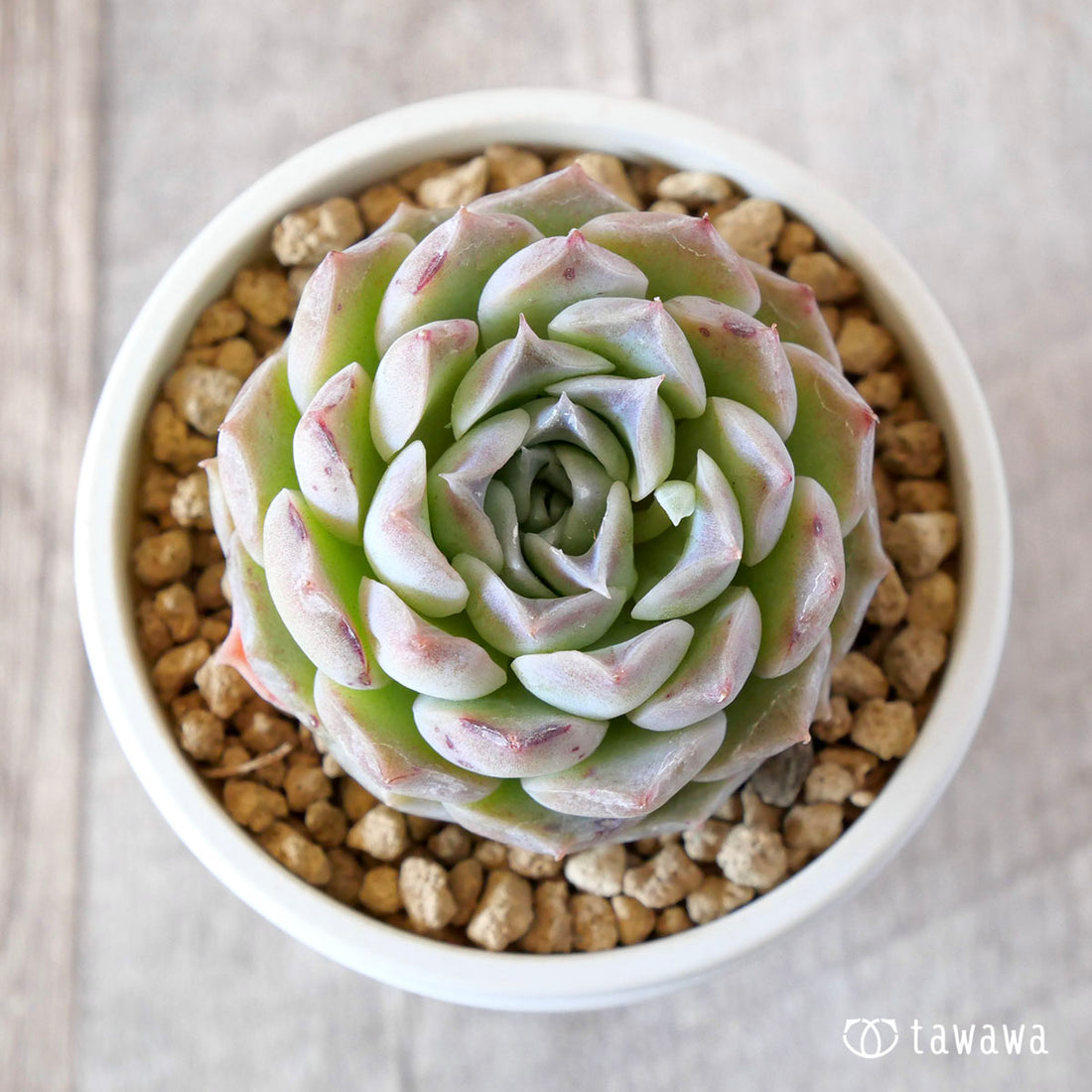 ヒアリナhyb×ブラッドマリアhyb(花村農園苗)