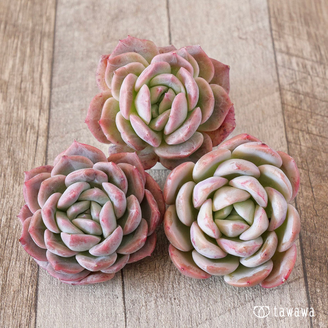 ジョーベリー(花村農園苗)