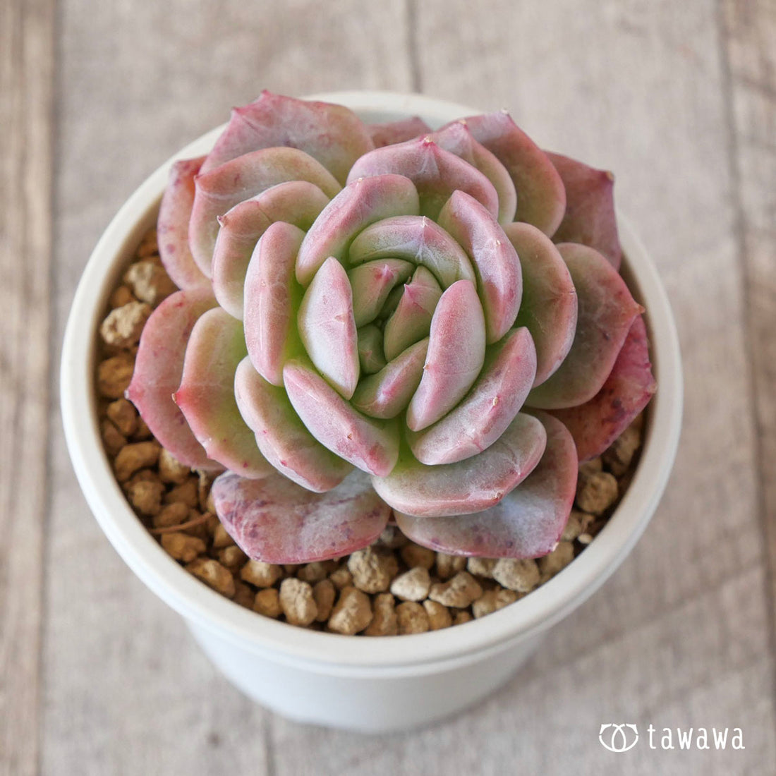 ジョーベリー(花村農園苗)