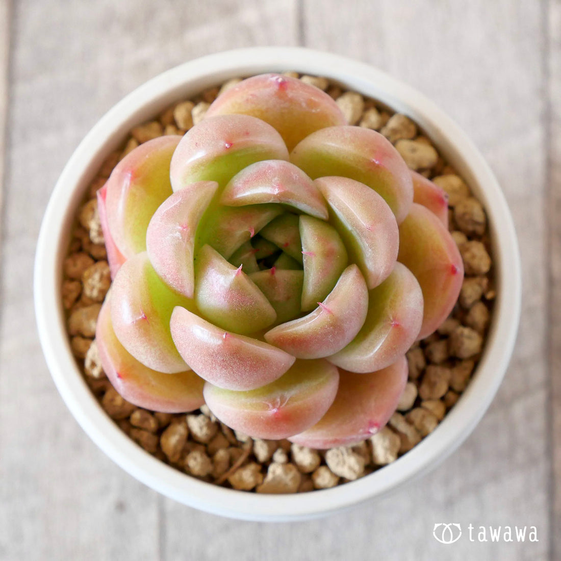 ブラッククイーンhyb選抜種②(花村農園苗)