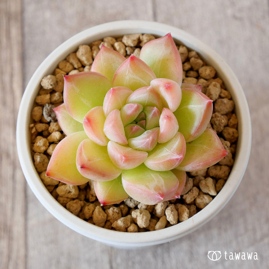 ドンチュンhyb×ブラッドマリア(花村農園苗)