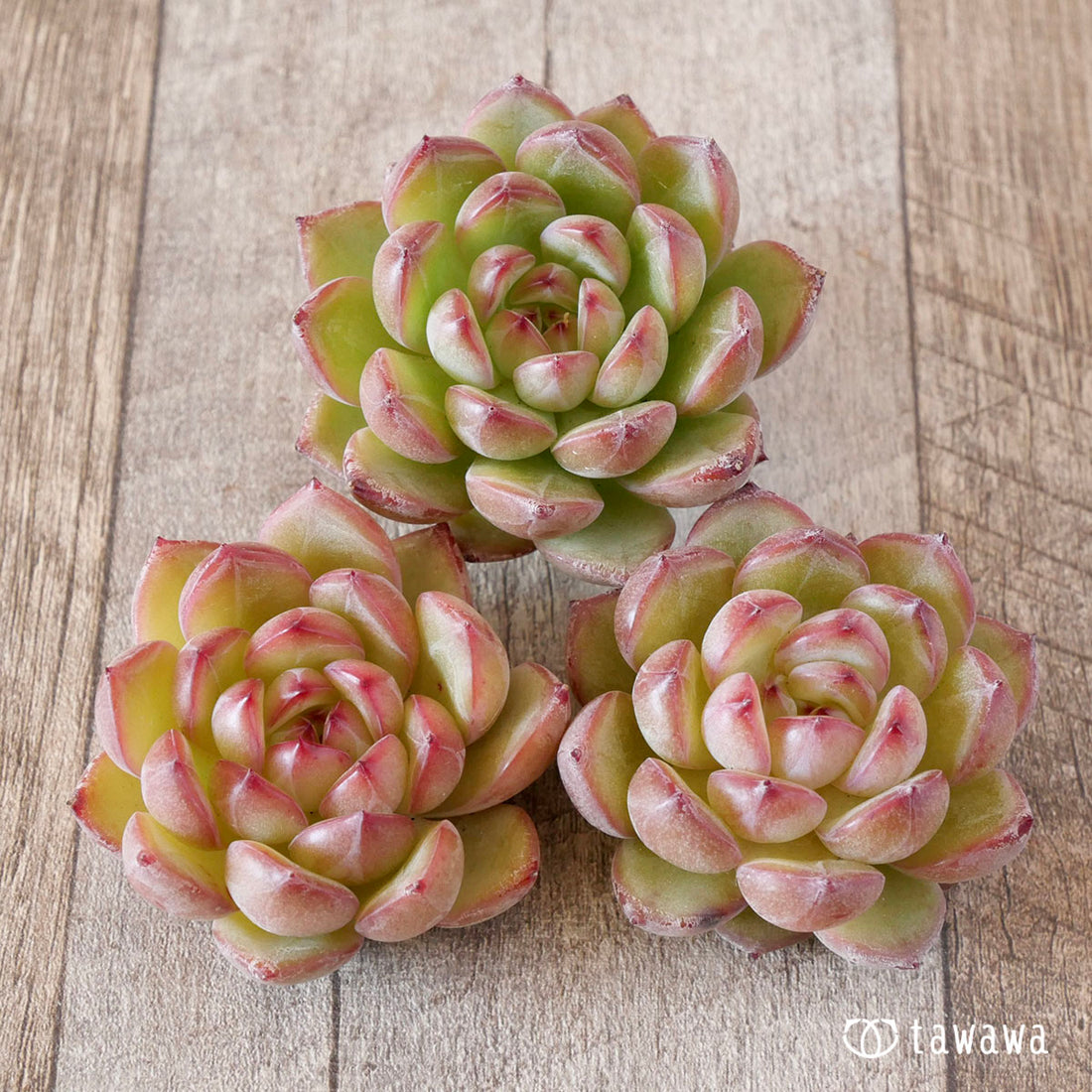 チーク(花村農園苗)