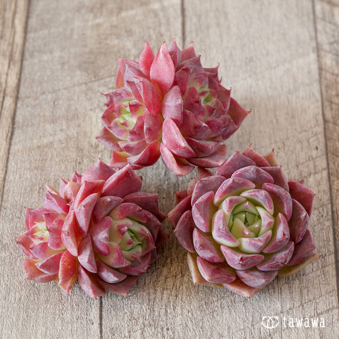 【ヒアリナ×オテロイ(花村農園苗)