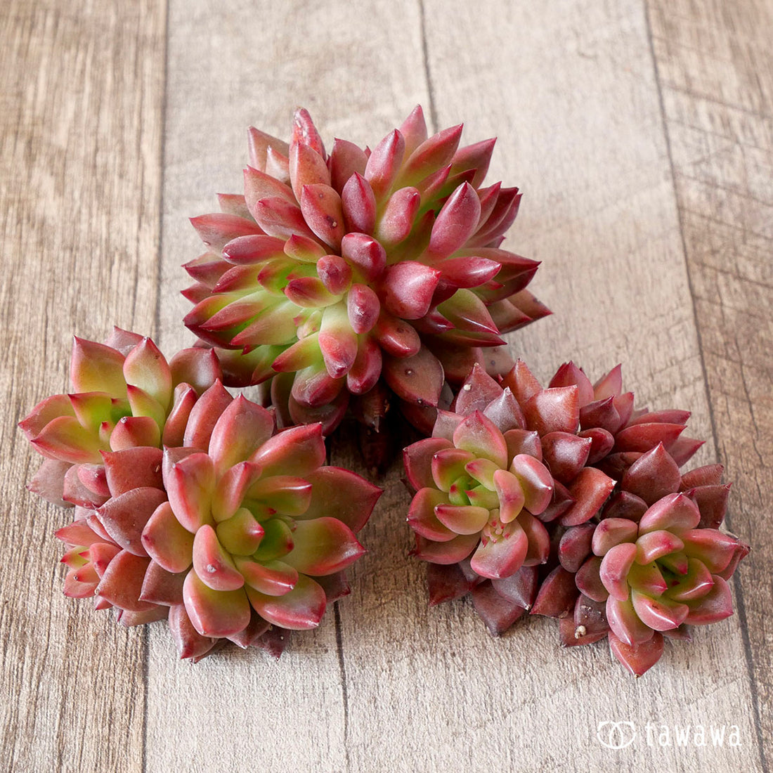 ラジアン(花村農園苗)