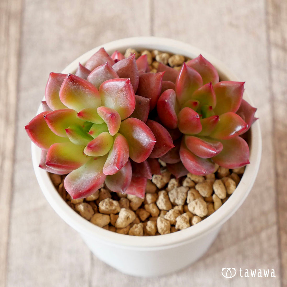 ラジアン(花村農園苗)