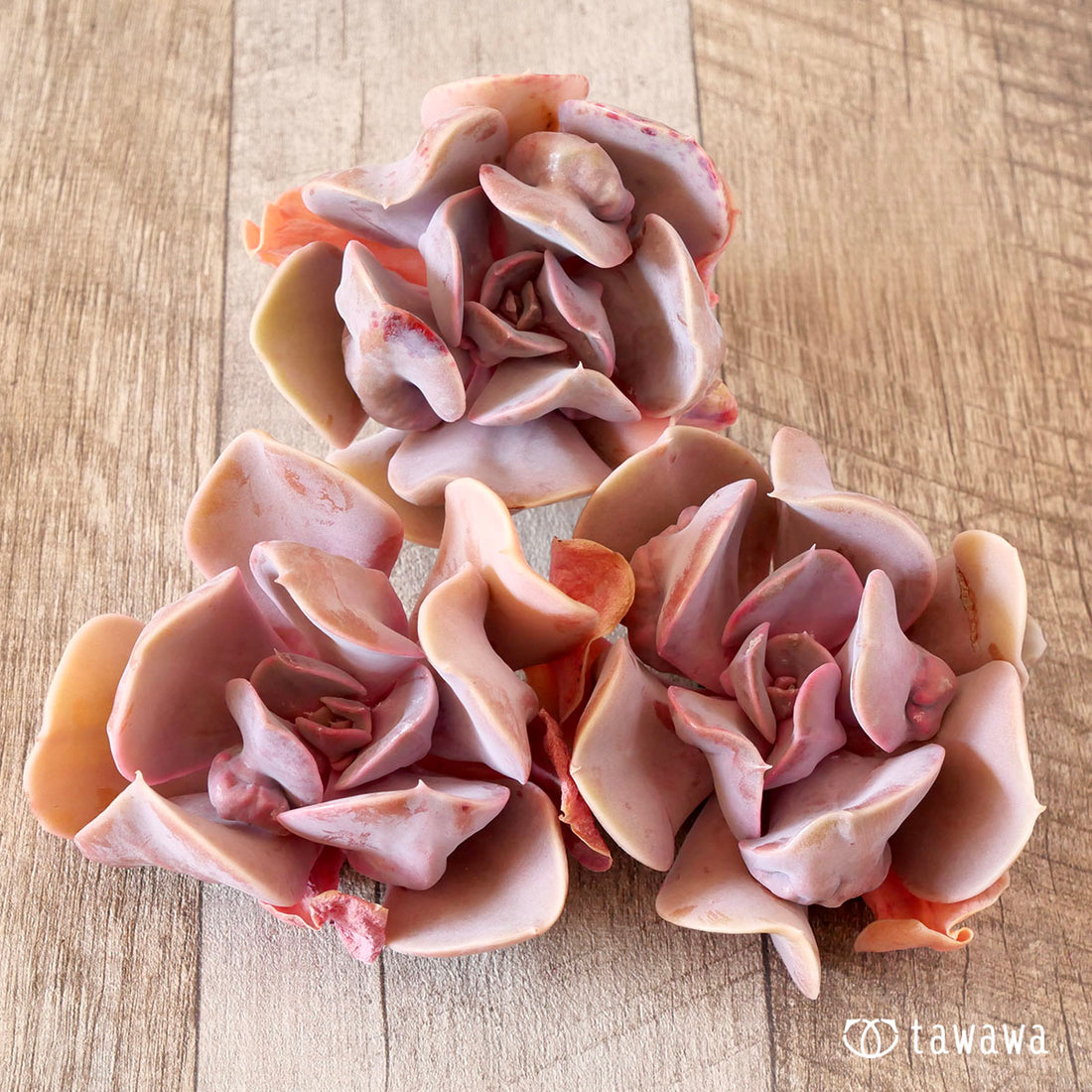 ヴァルキリートランペット