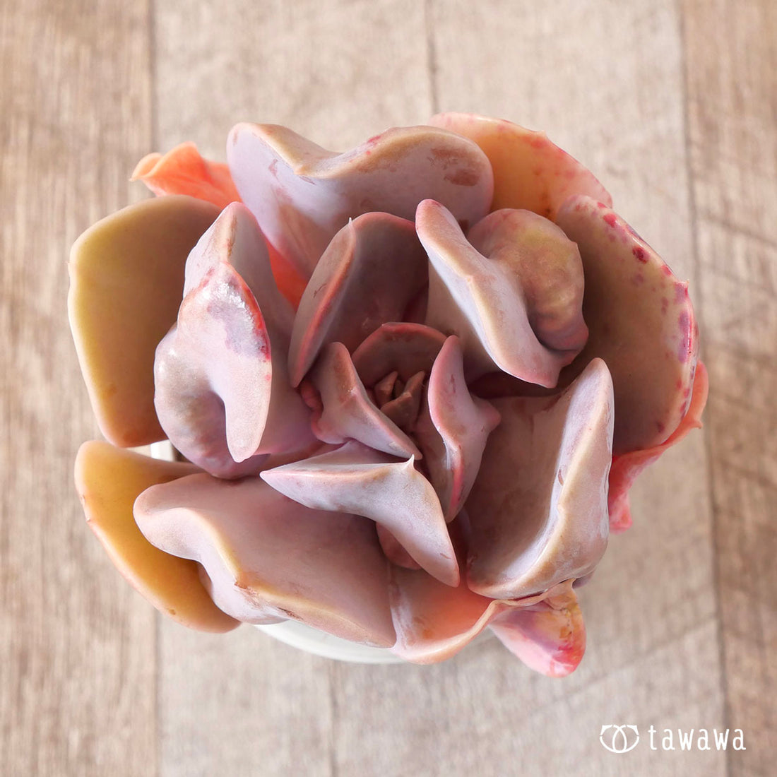 ヴァルキリートランペット